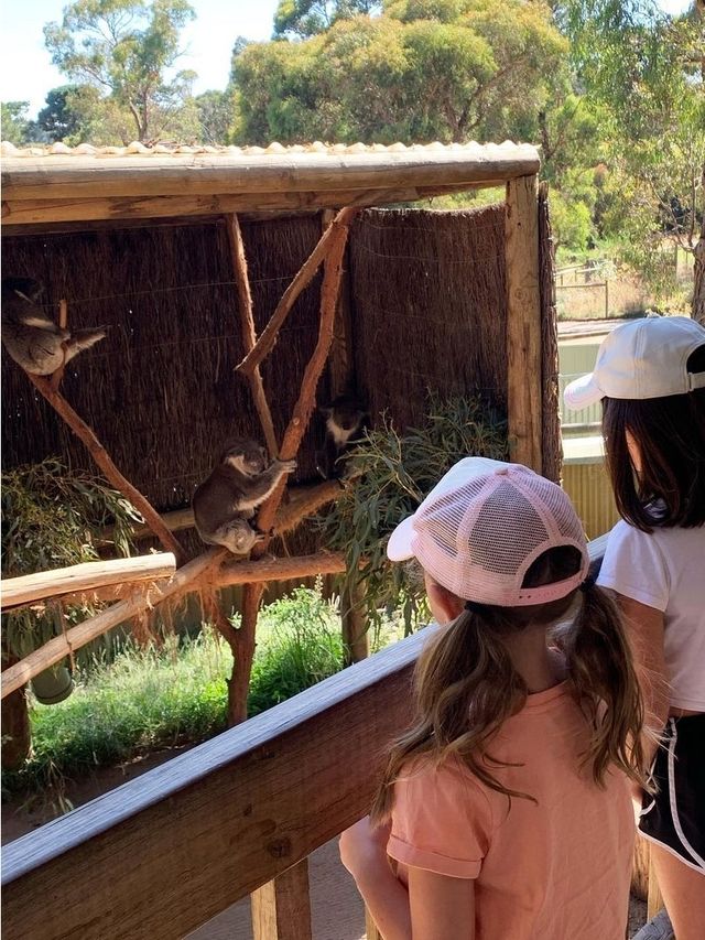 巴拉瑞特野生動物園，邂逅原生動物