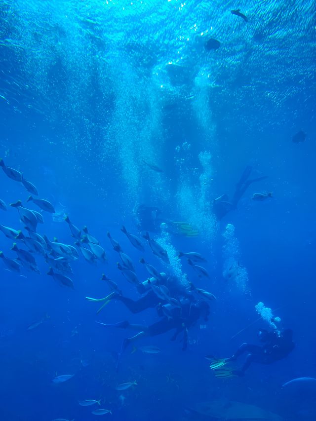 三亞｜「免費」亞特蘭蒂斯水族館世界🪼