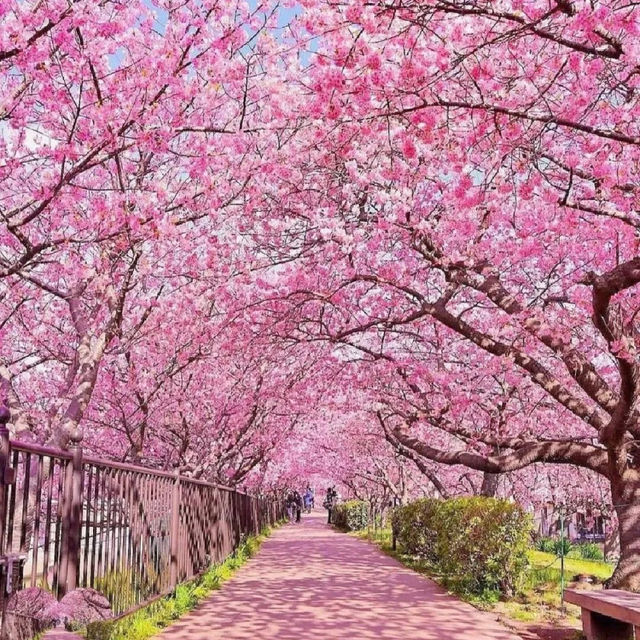 Wuhan's East Lake Cherry Orchard 🌸 🌸 