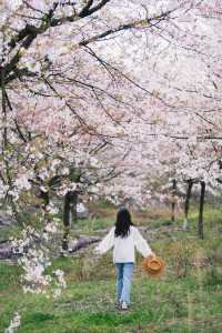 小眾賞櫻地被貴州的櫻花美到了！