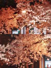 青島中山公園夜櫻 | 晚上也能賞花啦