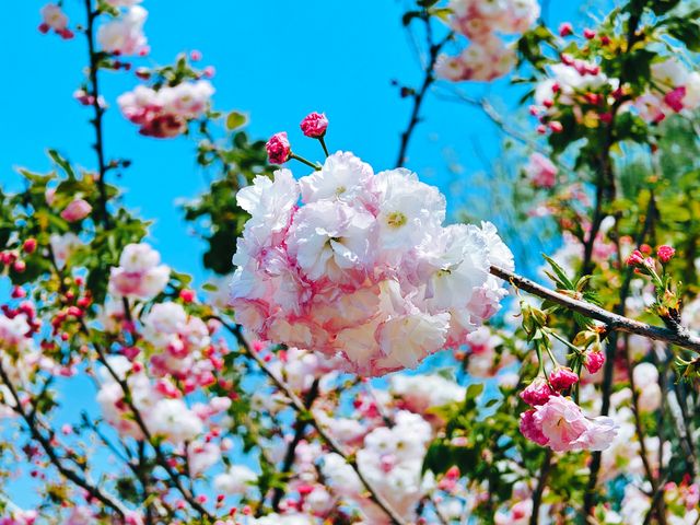 不到三小時就逛完了顧村公園
