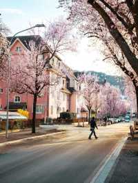 Spring beauty 🇫🇷🇨🇭🇩🇪 🇪🇸