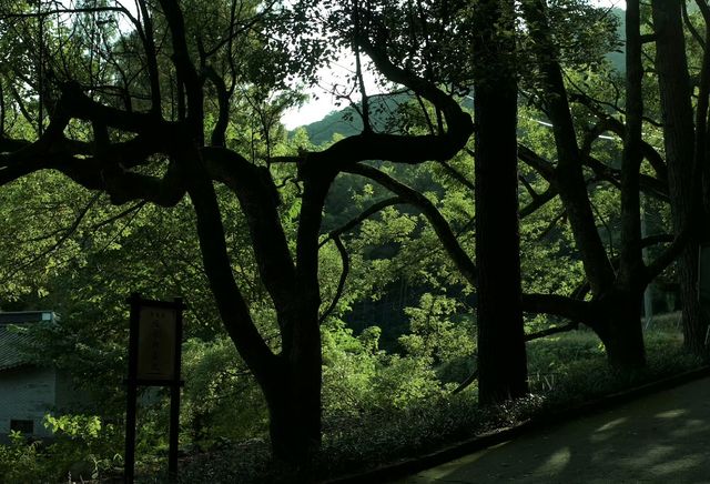 相較於靈隱,我更愛寧波這個精緻人少千年古寺 相較於靈隱,我更愛寧波這個精緻人少千年古寺