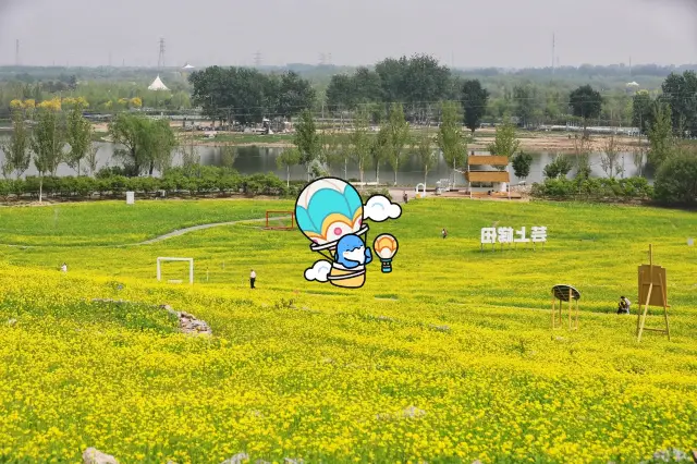 The canola flower feast begins! Come and explore the Yunshang Terraces at Wenyu River Park