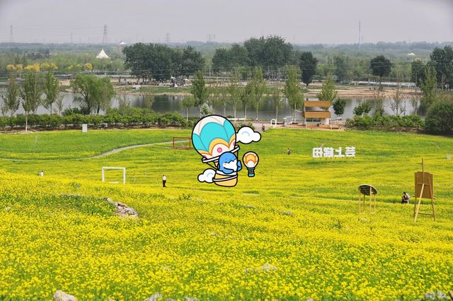 油菜花開盛宴啟幕！芸上梯田等你暢遊溫榆河公園，快來解鎖絕