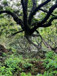 廣州邓山觀星小鎮的古榄園，一個連本地人都鮮為人知的綠意天地