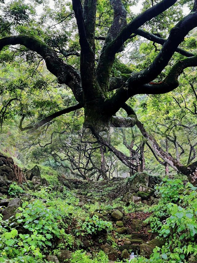 廣州邓山觀星小鎮的古榄園，一個連本地人都鮮為人知的綠意天地