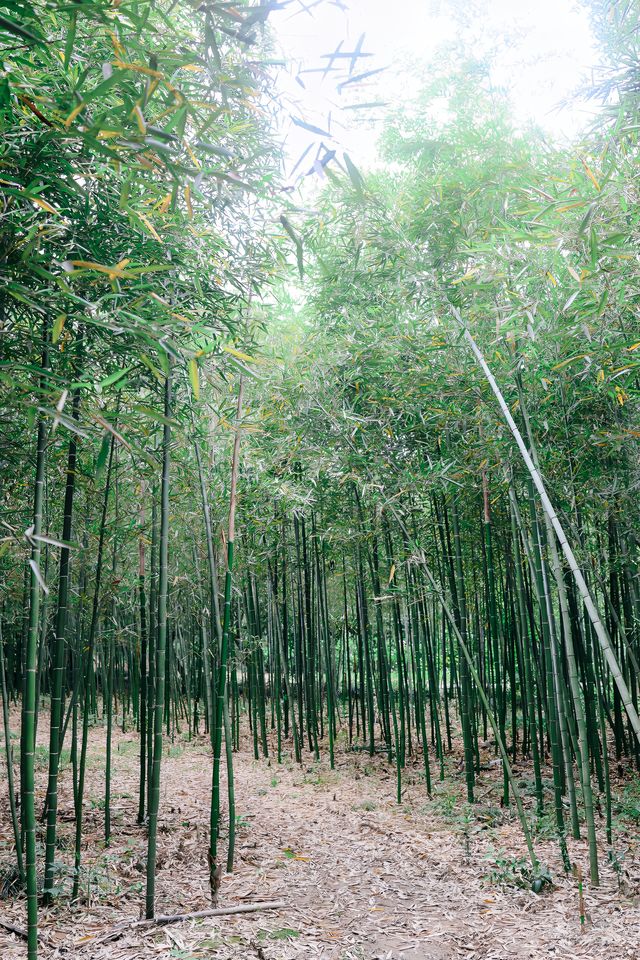 逃離城市 | 藏在山水畫卷裡的度假村