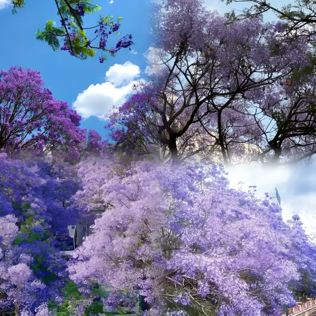 Kunming Jacaranda Photography Guide