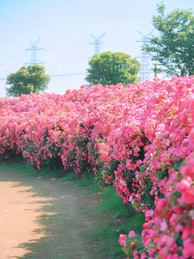 上海幾乎無人知道這裡有30萬多月季花海！