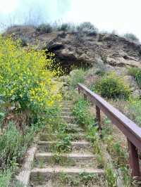 我在洛杉矶找到了風之谷｜Wildwood 遠足