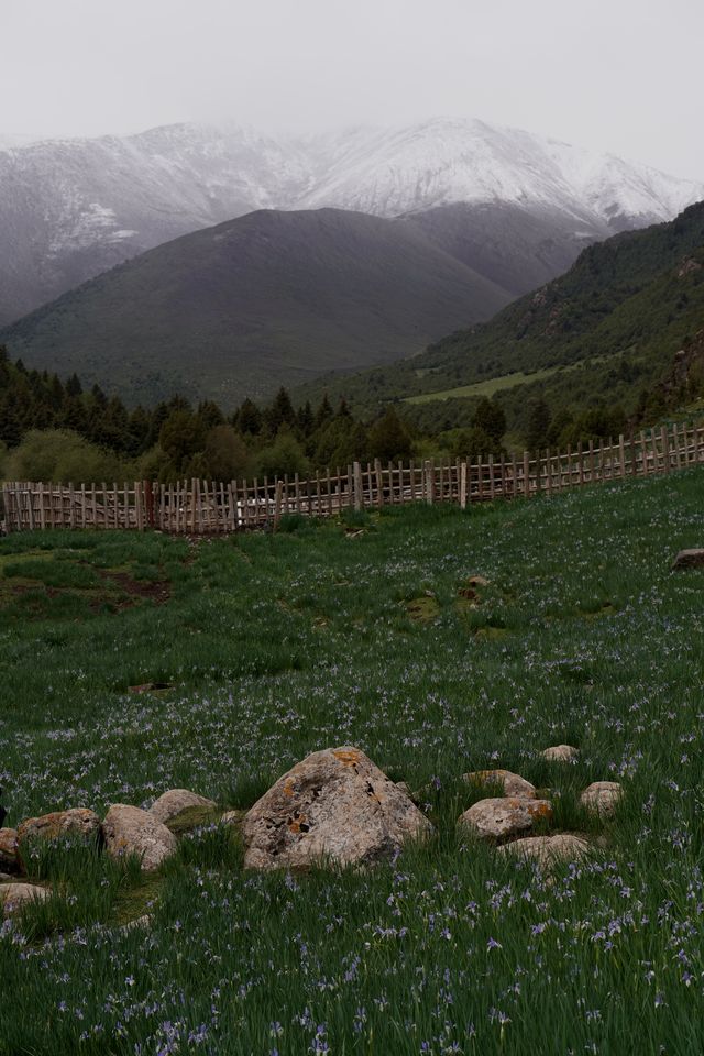 世界上面積最大的馬蘭花草原，就在甘肅武威
