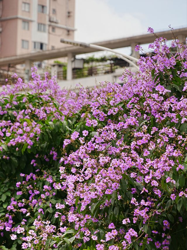 真的有被佛山的「紫花瀑布」驚艷到