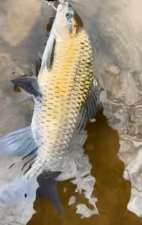 遷西溝龍神谷玩水摸魚