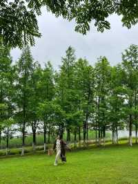 長沙松雅湖偶遇故事裡的小黃花