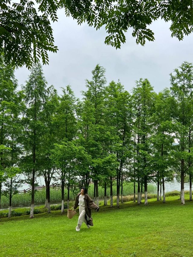 長沙松雅湖偶遇故事裡的小黃花