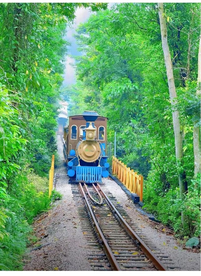 人生建議:一定要坐一次森林小火車