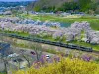 白石川一目千本櫻