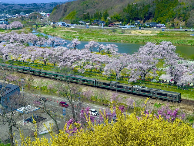 白石川一目千本櫻