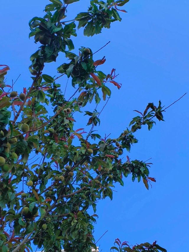 寧夏吳忠還有這麼美的公園