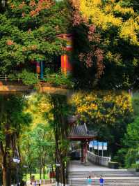 直達成都地鐵,塔子山公園,是個賞秋好去處。