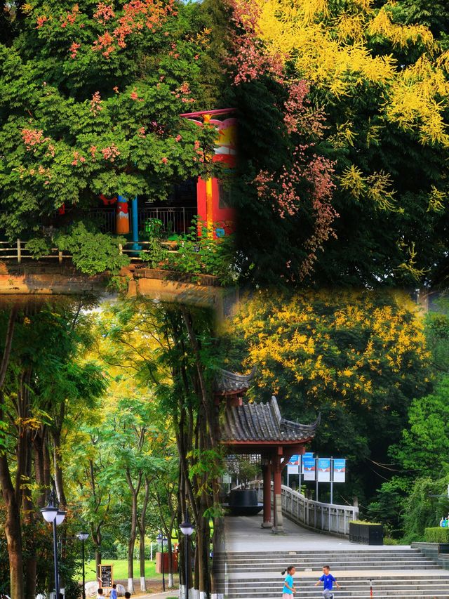 直達成都地鐵,塔子山公園,是個賞秋好去處。