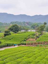 杭州．龍坞茶山|住進茶園的城堡 避暑療癒 吸氧吧。