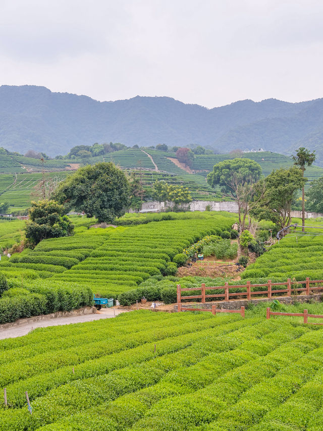 杭州．龍坞茶山|住進茶園的城堡 避暑療癒 吸氧吧。