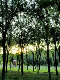 2024.9.15｜絕對不要在下午進入南苑森林濕地公園！