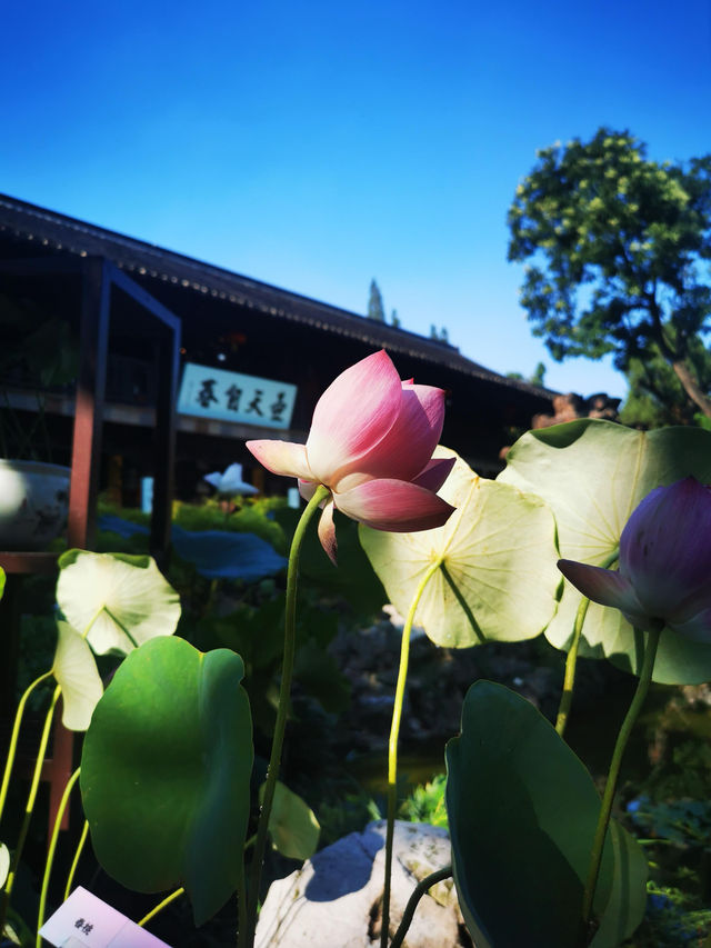 江蘇揚州｜綠楊城廓是揚州。