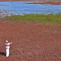 中國最北海岸線旁的「紅色海灘」。