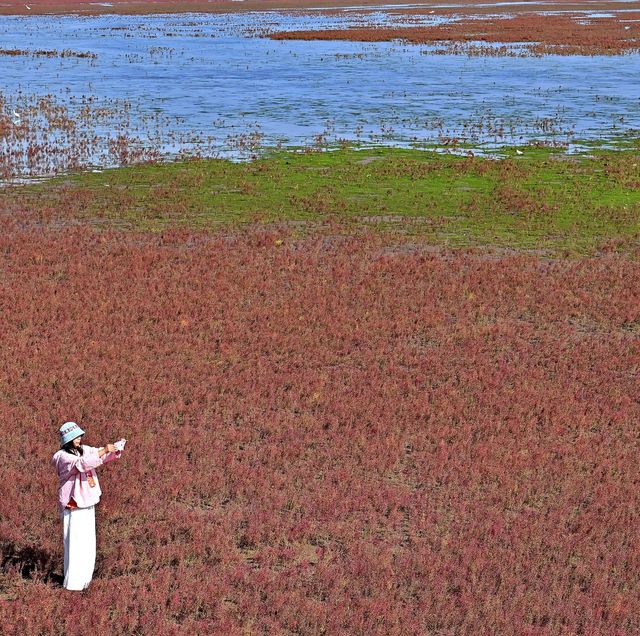 中國最北海岸線旁的「紅色海灘」。