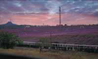 貴陽周邊遊-花溪高坡雲頂花海🪻。