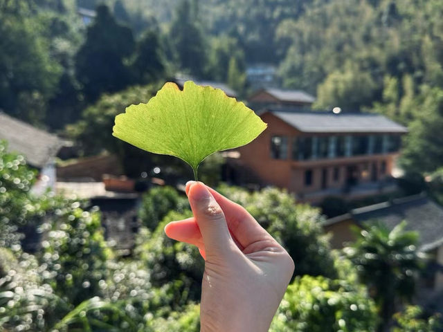 遊覽江西最美銀杏村——萬安高嶺宿集