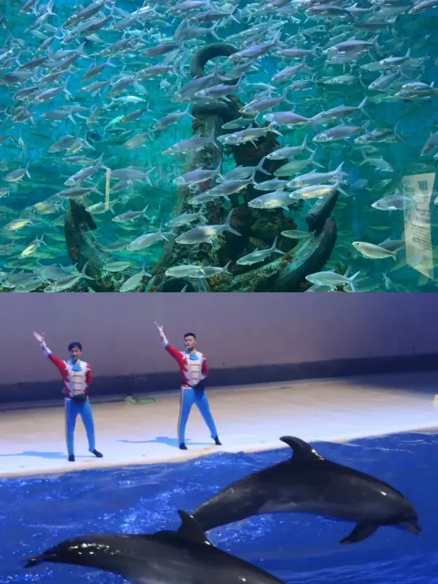 上海海昌海洋公園｜一日遊保姆級攻略。