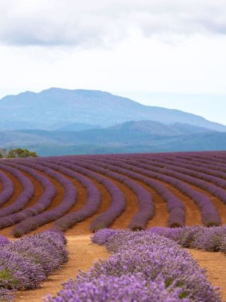 Tasmania's lavender season is coming soon. Save this guide for your trip!