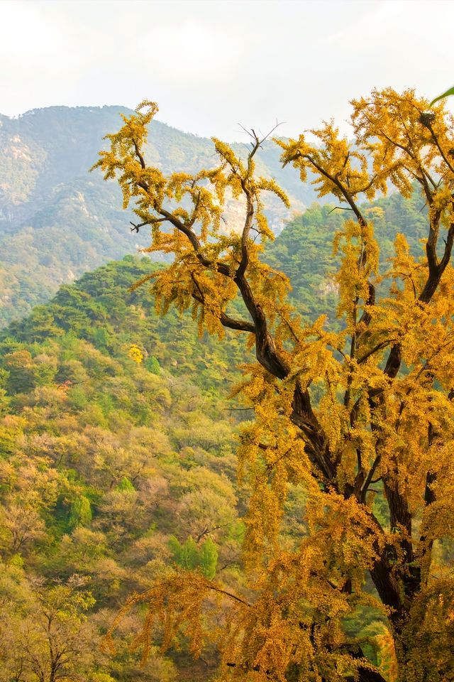 何必爬泰山，不如來玉禪寺！