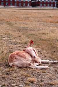 木雅大寺,信仰與美景的邂逅之旅。