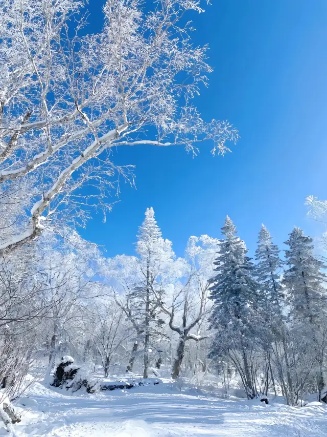 官宣了❗️2024年哈尔滨冰雪大世界开园。