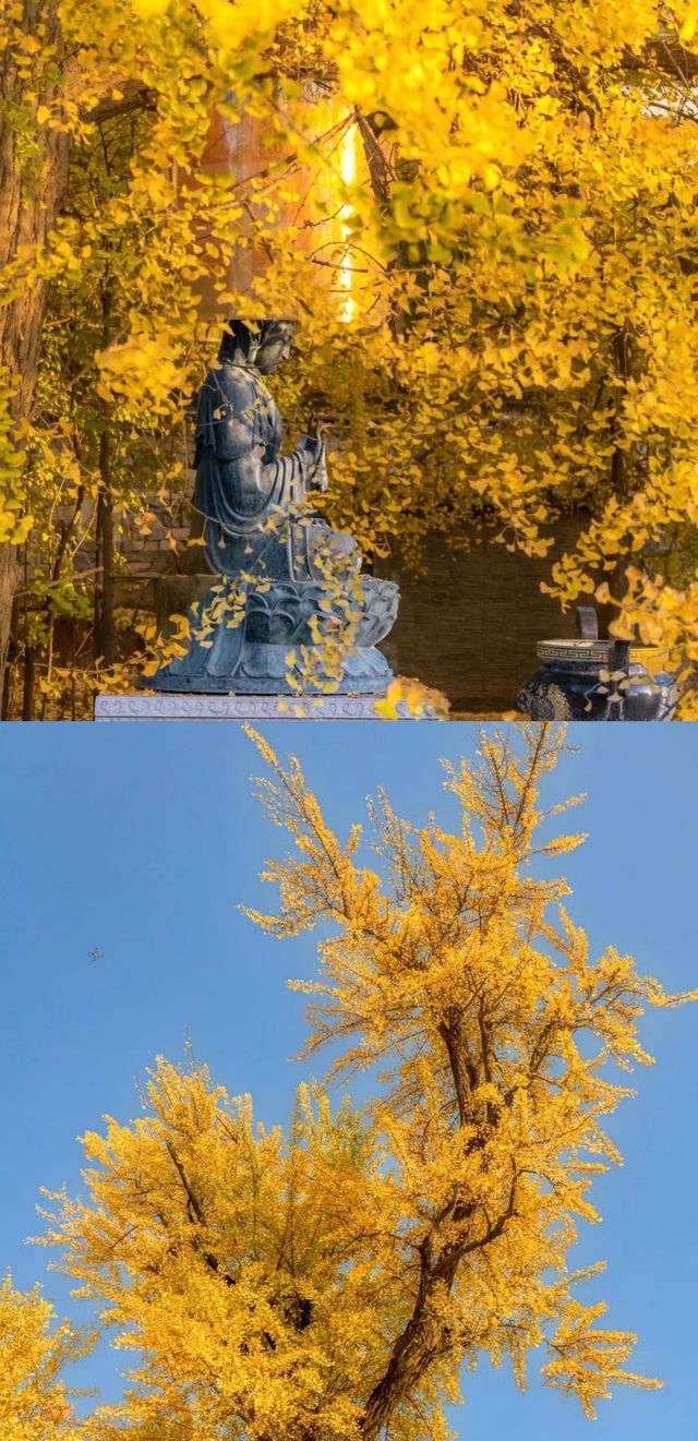 古觀音禪寺裡的千年銀杏樹黃了！