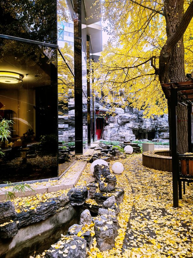 小雪節氣後，還可以看到整樹銀杏的免費地方，首都賓館。