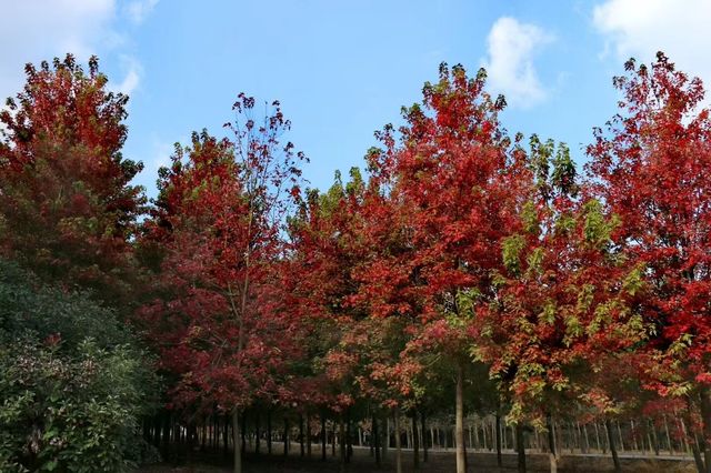 生活處處有驚喜~~廊下郊野公園。