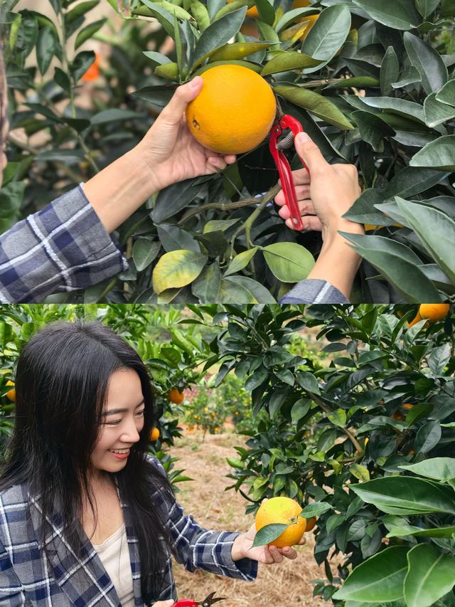 溯源平遠臍橙：甜蜜的自然饋贈。