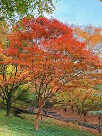 東京｜青梅御岳溪谷 關東紅葉秘境。