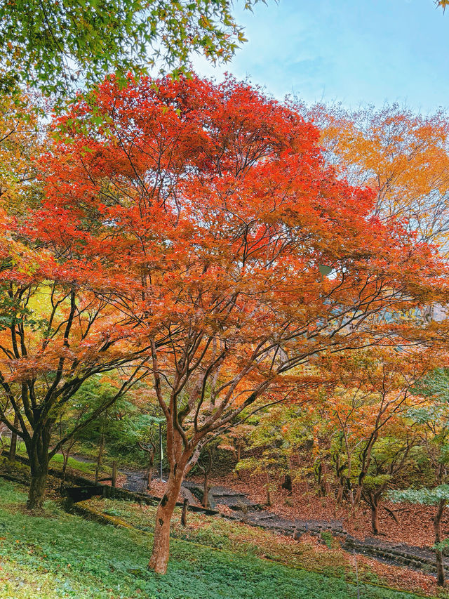 東京｜青梅御岳溪谷 關東紅葉秘境。