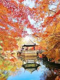 蘇州紅葉，秋日裡的詩情畫意