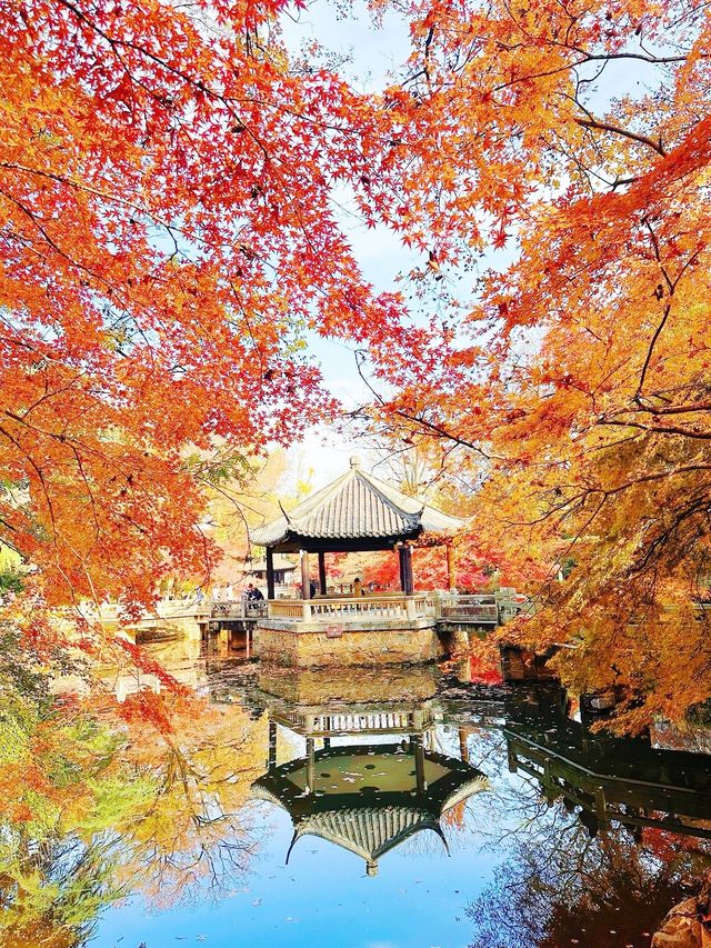 蘇州紅葉，秋日裡的詩情畫意
