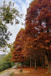 冬日一抹暖色，花溪紅樹林的季節邀約