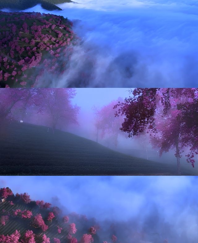 無量山櫻花谷冬日浪漫